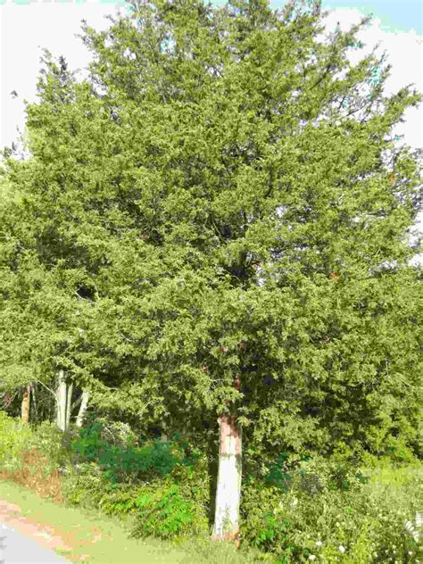 Juniper Tree for sale in UK | 57 used Juniper Trees