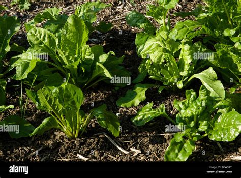 Spinach Plants Growing In Earth Stock Photo Alamy