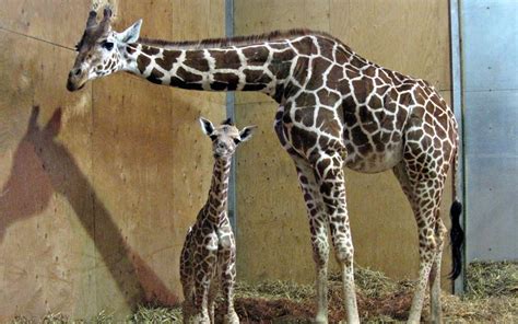 Baby Giraffe Born At Noahs Ark Zoo Farm 8 Pics Amazing Creatures