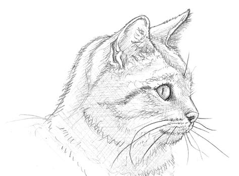 Eine Katze Malen Und Zeichnen