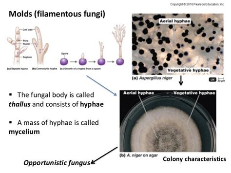 9 bio265 viruses fungi protozoa helminths instructor dr di bonaven…