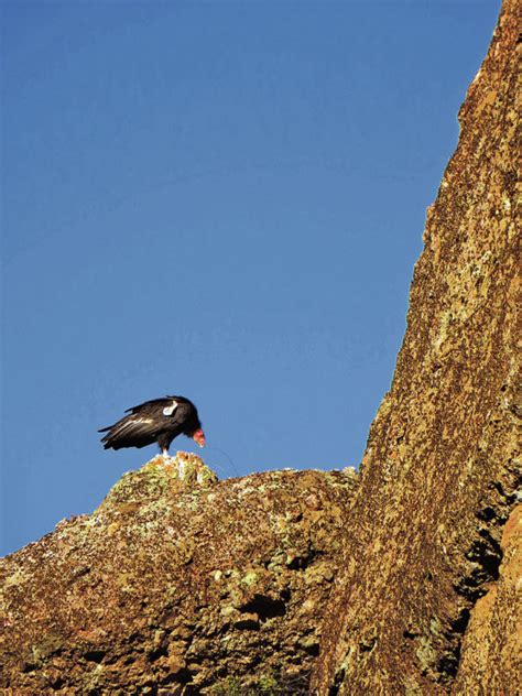 Spirit Soars Like The Condors At Californias New Pinnacles National
