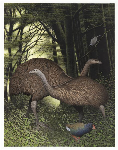 Dinornis Robustus South Island Giant Moa The Recently Extinct