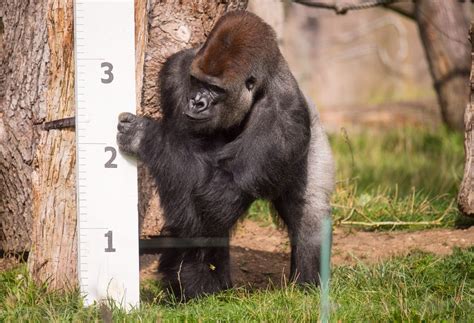 In Pictures London Zoos Annual Weigh In Begins Shropshire Star