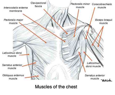 Muscle Pain In Chest From Lifting