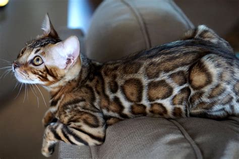 Exotic House Cat Everything You Want To Know About Adopting An Exotic Cat