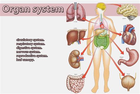 The wikimedia human body diagrams is a collection of images whose main purpose is to provide a way of explaining medical conditions and other phenomena. Organ system | Galnet Wiki | FANDOM powered by Wikia