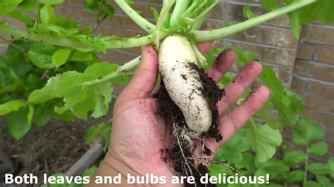 Growing Daikon Radish For Leaves Bulbs Youtube