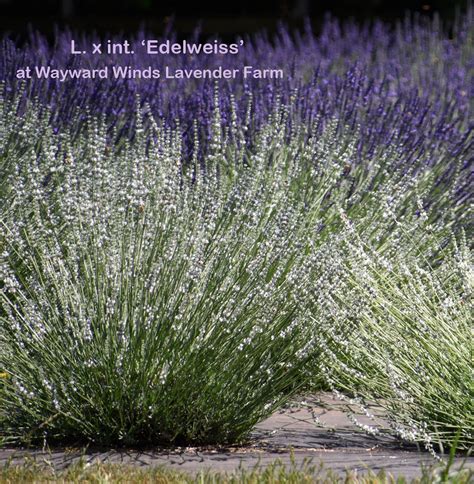 White Lavender Plants | Lavender plant, Lavender varieties, Lavender farm