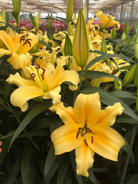 Buy Lilies Shine On Oriental Trumpet Lily Bulbs Gold Medal Winning