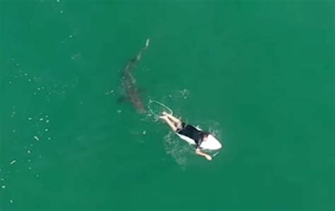 Drone Captures A White Shark Circling A Surfer Off The Australian Coast