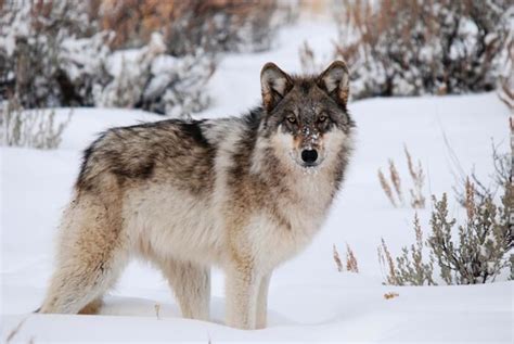 Tundra Wolf Facts Information Hd Pictures And All Details