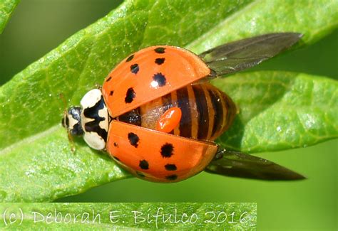 Where To Buy Ladybugs And Why You Shouldnt Buy Them At All Whats