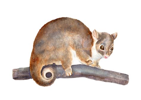 Ringtail Possum Print Watercolour Possum Print Australian Marsupial