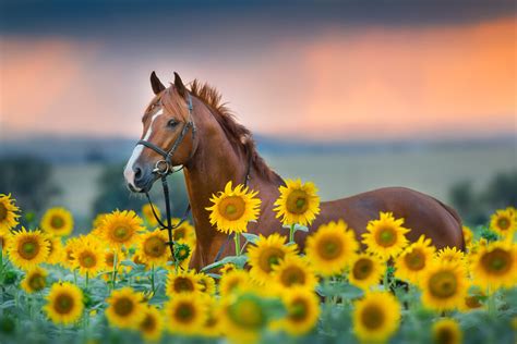Red Horse In Sunflowers Field Prisvärd Fototapet Photowall