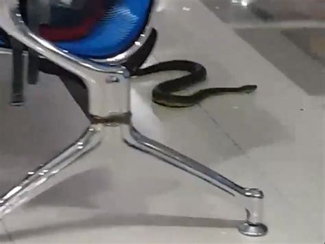 Snake Spotted Slithering Through Airport Departure Lounge In The