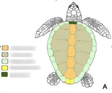 Sea Turtle Anatomy Carapace Scutes Diagram Quizlet