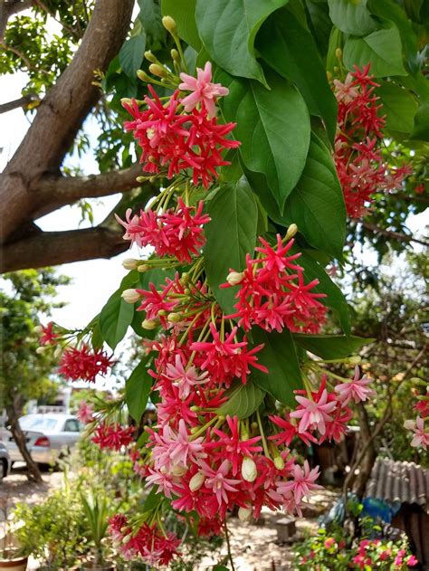 Bright Red Flowers On Tropical Tree In The Plant Id Forum