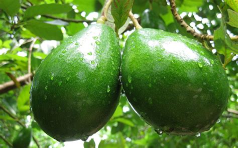 Avokado Yetiştiriciliği Ve Yetiştirme Koşulları Rehber Hortiturkey