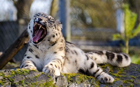 Free Desktop Backgrounds For Snow Leopard Snow Leopard Wallpaper
