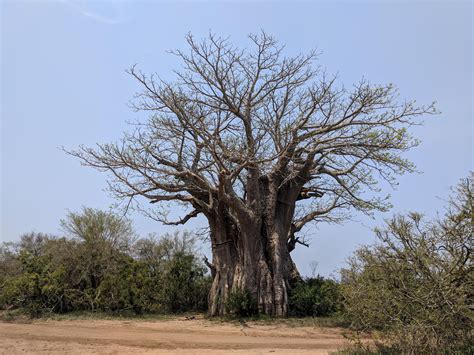 The Southernmost Baobab Tree Kruger National Park Oc 4048x3036 R