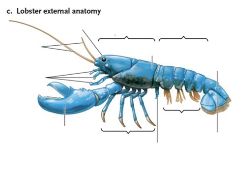Biol 104 Q3 Lobster 2 Diagram Quizlet