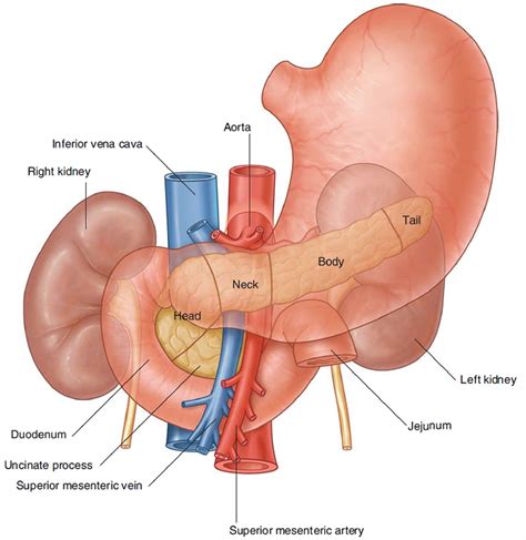 Pancreas Location Anatomy And Function In Digestion