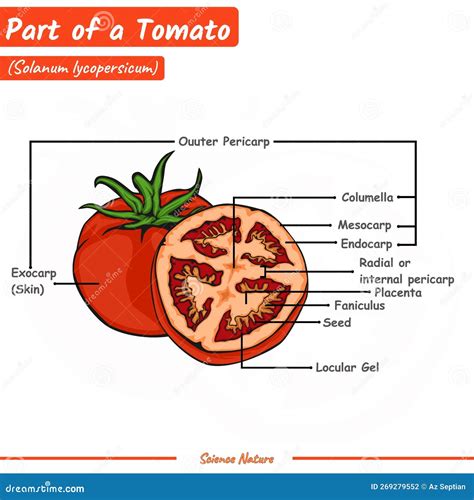 Tomato Parts Labeled