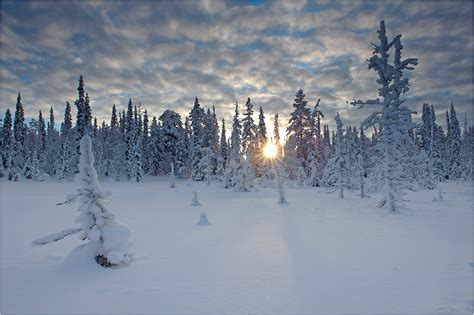 Gallery Biomes Of The World Taiga