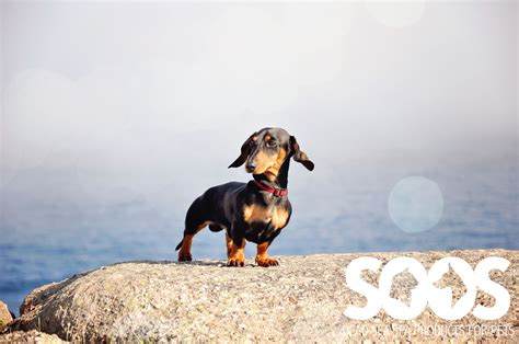 Dachshund On A Rock In Front Of Water Hunde Tiere Hund Rassehunde