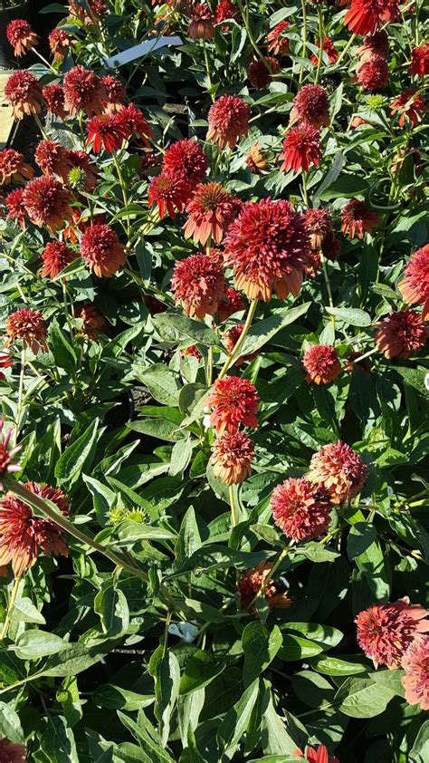 Whether you want annual flowers that bloom all summer or continuous blooming perennials, they're right here. Blooms all summer 2' tall Best in full sun | Zone 4 ...