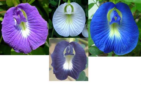 The fresh root is used in ayurveda to while many enjoy it mainly for its lovely appearance, drinking butterfly pea tea may allow you to reap certain health benefits as well, because of the. Clitoria ternatea medicinal uses, health benefits and side ...