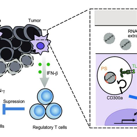 a schematic model of the role of tumor derived extracellular vesicle download scientific