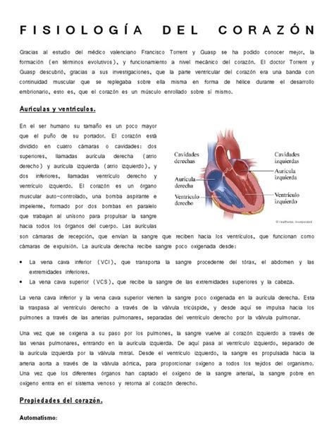 Fisiología Del Corazón Pdf Corazón Anatomía Humana