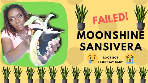 The most common cause of this condition is overwatering. Moonshine Sansivera Snake Plant | Root Rot |Failed - YouTube