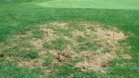 How To Get Rid Of Grubs In Your Lawn Grub Damage — Silver Cymbal