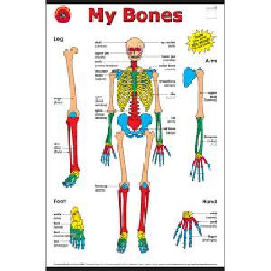 Human anatomy diagrams show internal organs, cells, systems, conditions, symptoms and sickness information and/or tips for healthy living. Human Anatomy Charts - Manufacturers, Suppliers ...