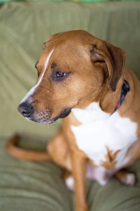 Hound Dog Boxer Mix Stock Image Image Of Rescue Dogs 66224215
