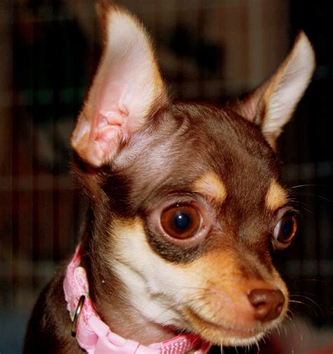 See more ideas about chihuahua love, chihuahua, chihuahua puppies. Brown/Tan Teacup Chihuahua Puppy @ 4 months | Ariel ...