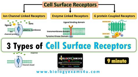 3 Types Of Cell Surface Receptors Ion Channel Linked Receptors