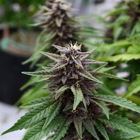 Royal Purple Kush Cbd Emerald Triangle Seeds Freedom Seeds