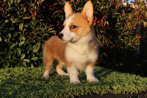 Tag us using @cityofcos and share what you love about our city! Pembroke Welsh Corgi Puppies For Sale | Valley Springs, CA ...