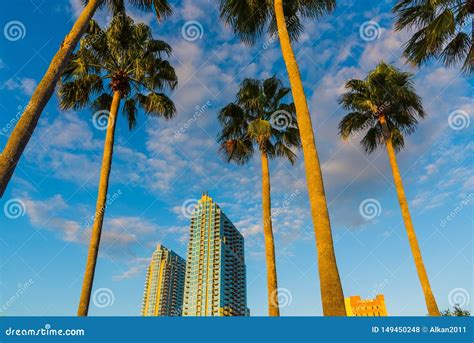 Palm Trees And Skyscrapers In Downtown Tampa At Sunset Stock Photo
