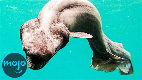 Top 10 Mysterious Creatures That Live In The Deep Sea Whatfinger News