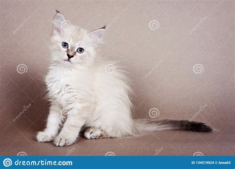 Fluffy White Kitten Siberian Cats Stock Photo Image Of