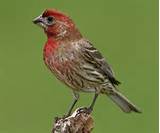 Photos of House Finch Symbolism
