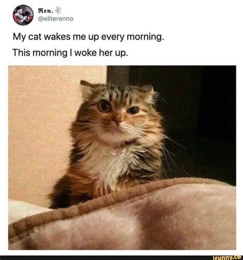 22 Cat Just Woke Up Meme 2022 Peepsburghcom