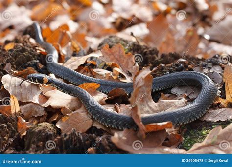 Grass Snake Crawling On A Yellow Autumn Royalty Free Stock Photos