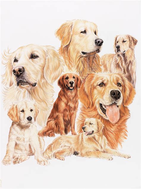 Golden Retriever Painting By Barbara Keith Pixels