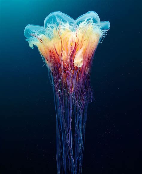 Otherworldly Photographs Of Underwater Jellyfish By Alexander Semenov